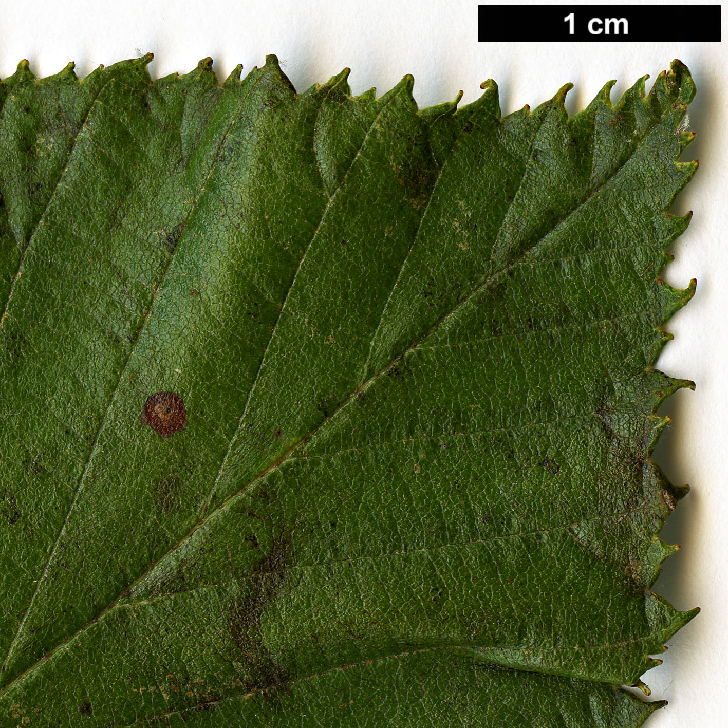 High resolution image: Family: Rosaceae - Genus: Sorbus - Taxon: ambrozyana